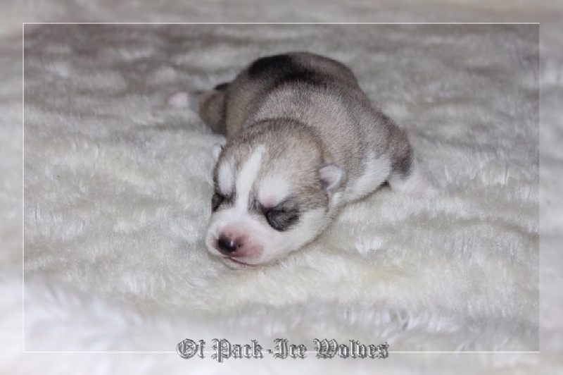 Chiot Elevage Husky Chiot Husky à Vendre Eleveur