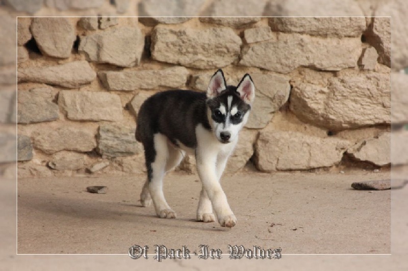 MÂLE 4 noir et blanc