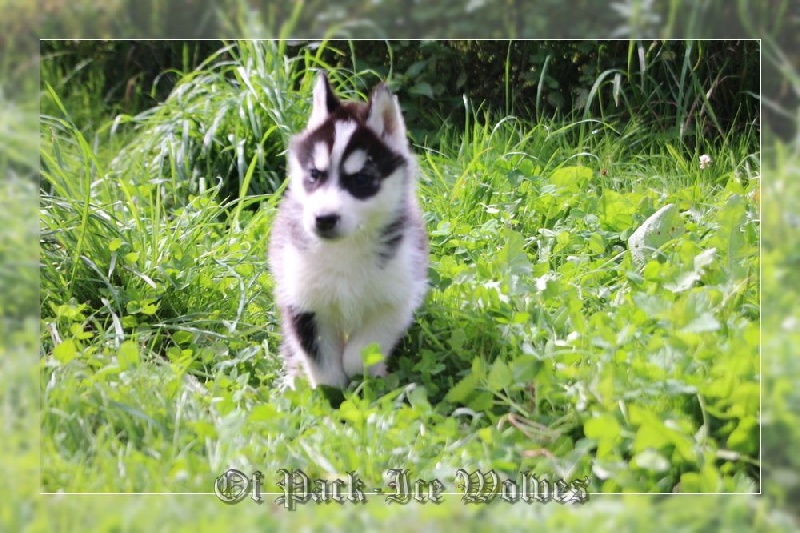 MÂLE 3 noir et blanc