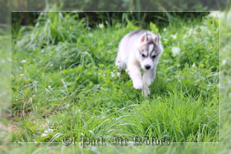 MÂLE 2 gris et blanc.