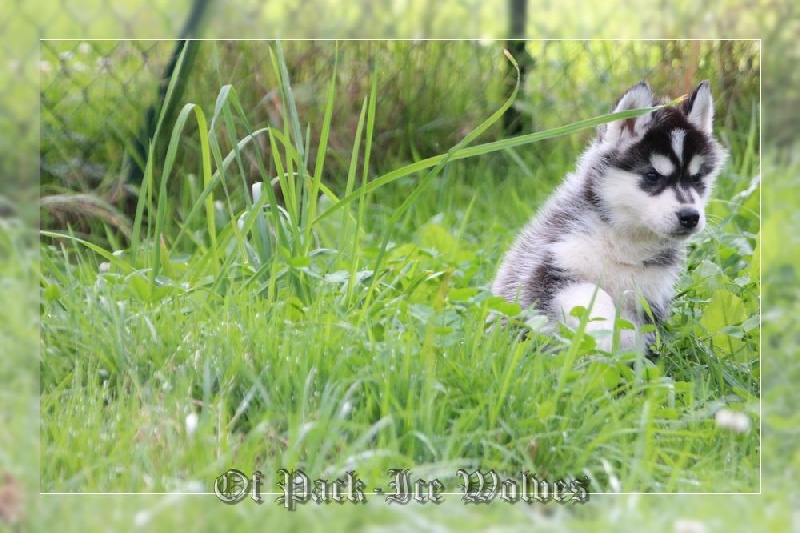 MÂLE 1 noir et blanc