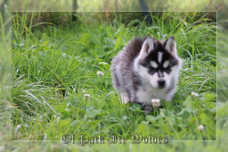 MÂLE 1 noir et blanc