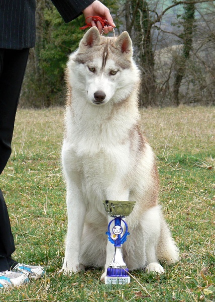 Calm after the storm dite citka Of pack-ice wolves - TP,meilleur puppy femelle