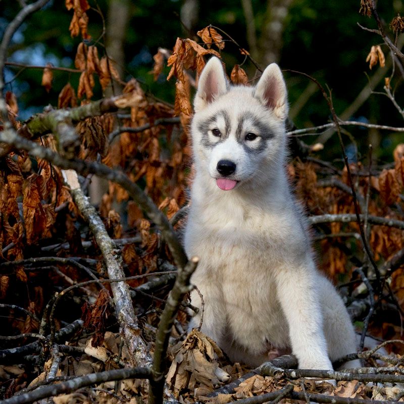 Accueil Elevage Husky Chiot Husky à vendre Eleveur passion de