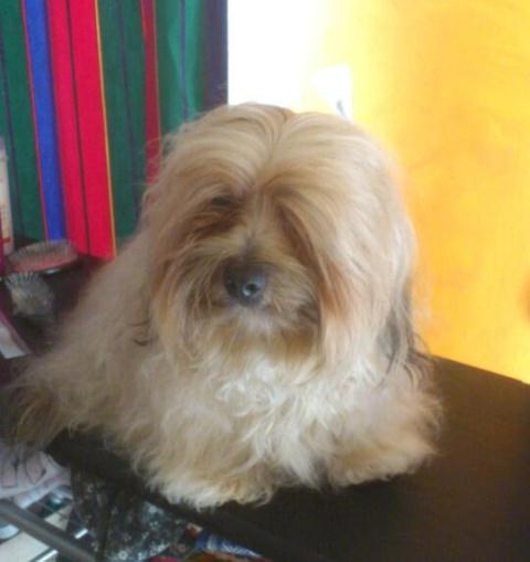 Publication : Von zirpen