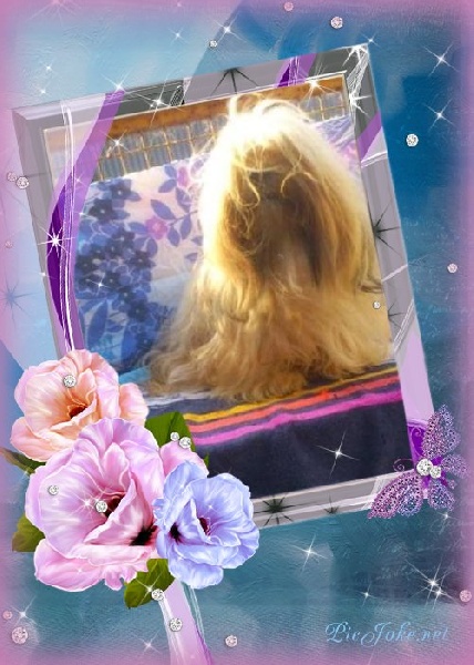 Publication : Von zirpen