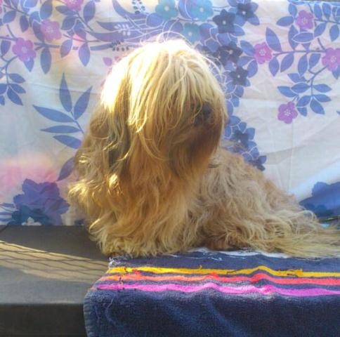 Publication : Von zirpen