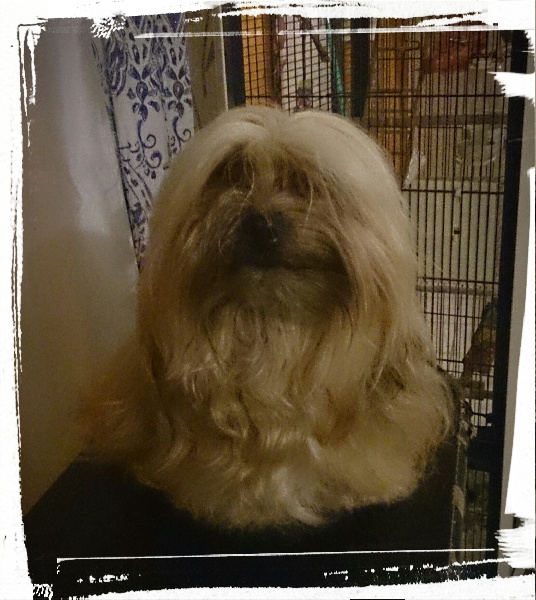 Publication : Von zirpen