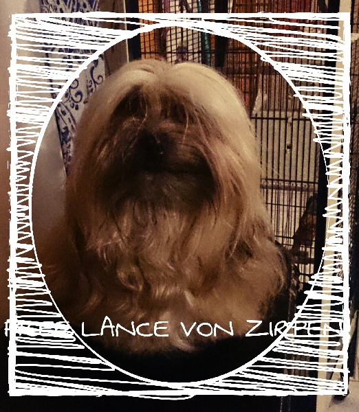 Publication : Von zirpen