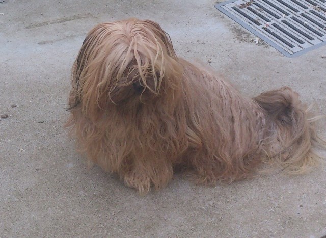 Publication : Von zirpen