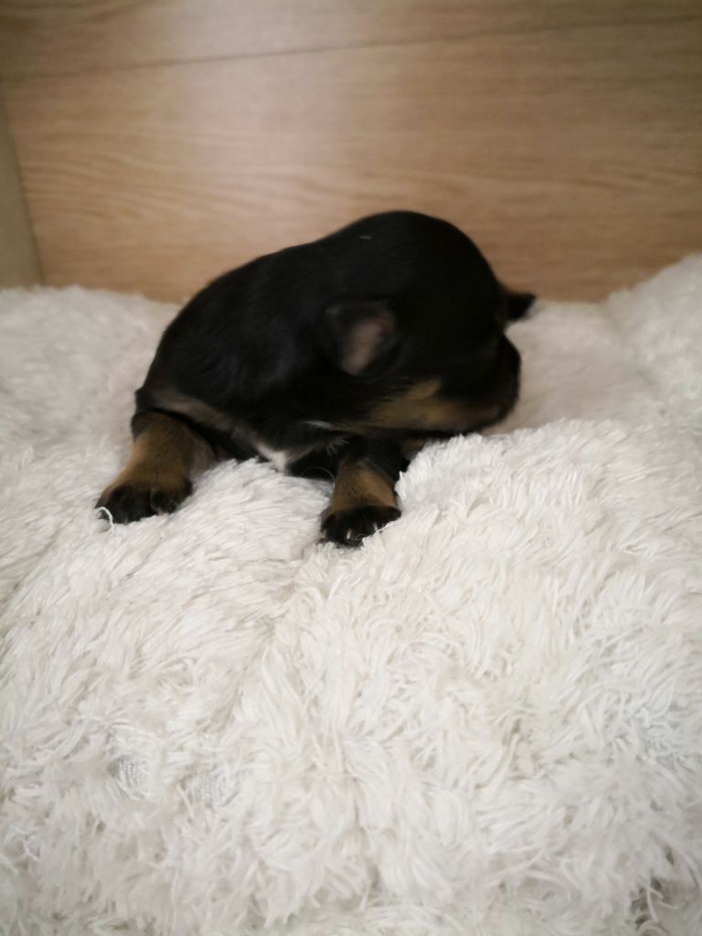 CHIOT - Bichon Havanais