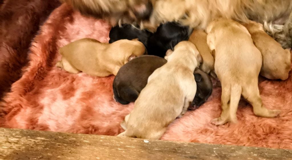 Von zirpen - Bichon Havanais - Portée née le 06/01/2019