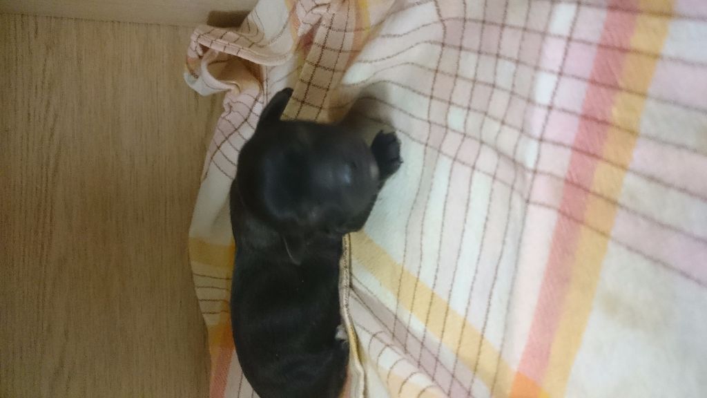 CHIOT - Bichon Havanais
