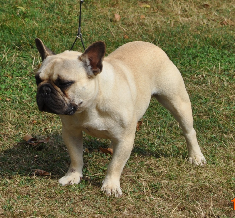 French du bois de faitin - 2ème Excellent