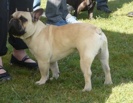 French du bois de faitin - 1er Excellent