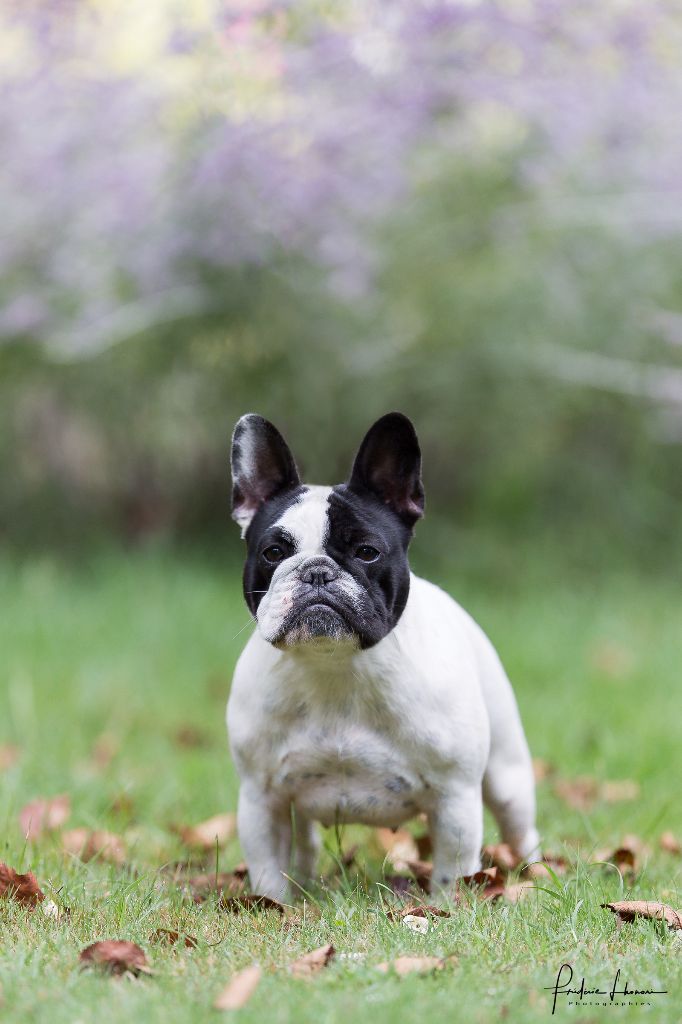 Manon du bois de faitin - 1er exc CACS