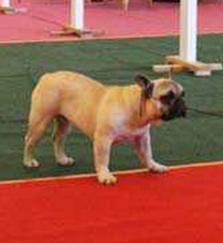 French du bois de faitin - 1er Très Prometteur