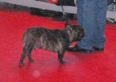 Dali du bois de faitin - 3ème Très Bon