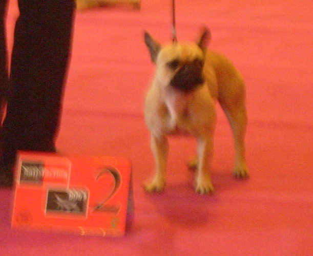 Clementine du bois de faitin - 2ème Excellent