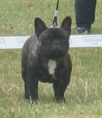 Dali du bois de faitin - Très Prometteur