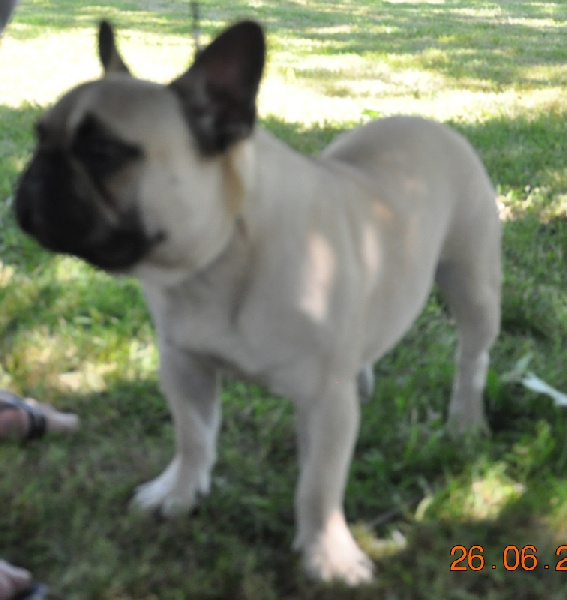 French du bois de faitin - 1er Très Prometteur