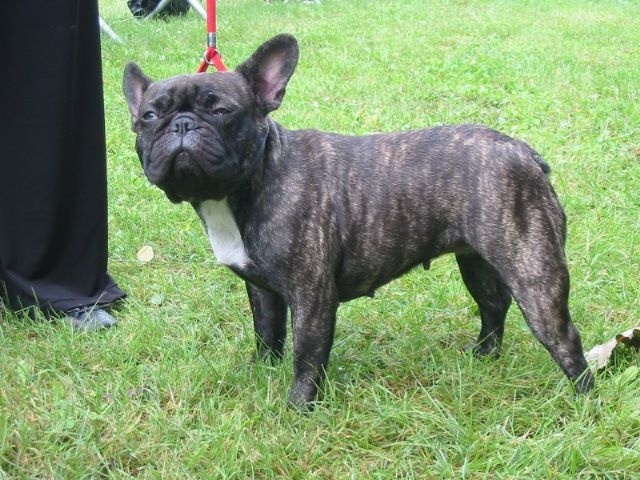 Honolulu du bois de faitin - 3ème Excellent