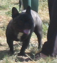 Dali du bois de faitin - 2ème Excellent