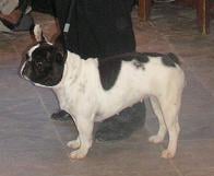 Choupinette Du petit clos coralin - Excellent