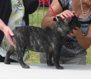 Dali du bois de faitin - 2ème Très Prometteur