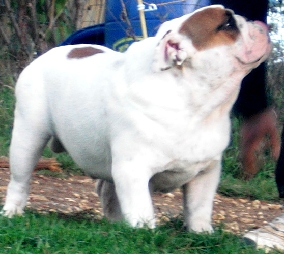 untouch-a-bull Unbelievable