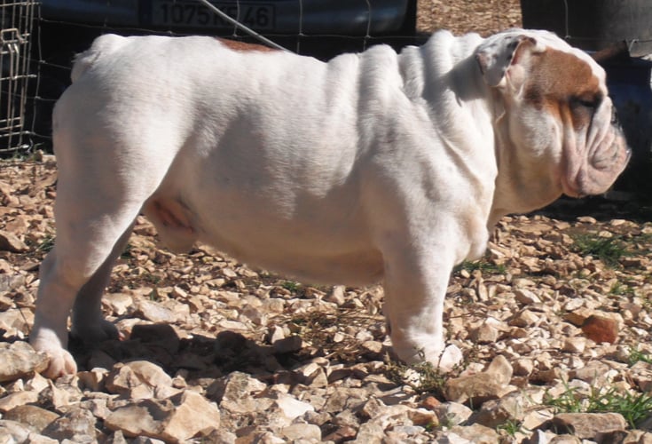 untouch-a-bull Unbelievable
