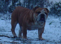 Ultime edition des puppys stars