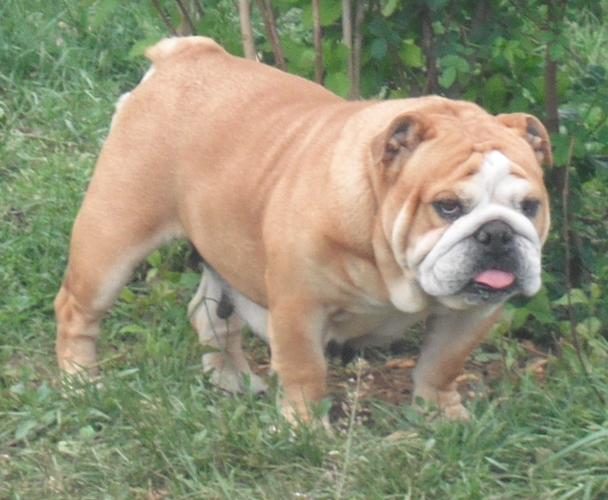 Ultime edition des puppys stars