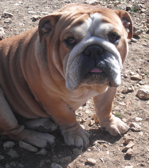 Ultime edition des puppys stars