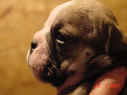 Paint it black Cannelle