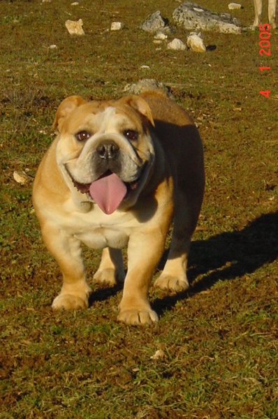 Ultime edition des puppys stars