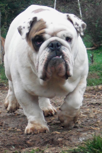 untouch-a-bull Unbelievable