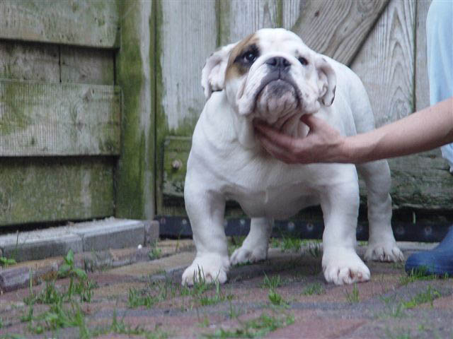 untouch-a-bull Unbelievable