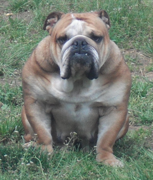 Paint it black Cannelle