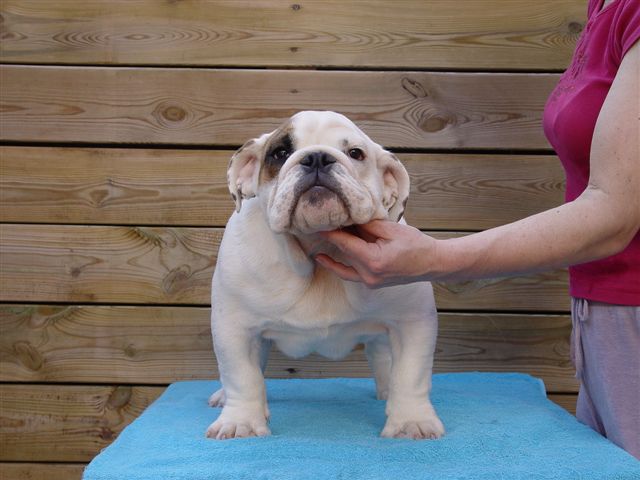 untouch-a-bull Unbelievable