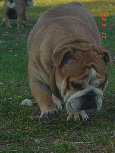 Ultime edition des puppys stars