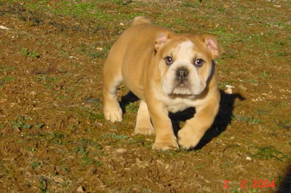 Ultime edition des puppys stars
