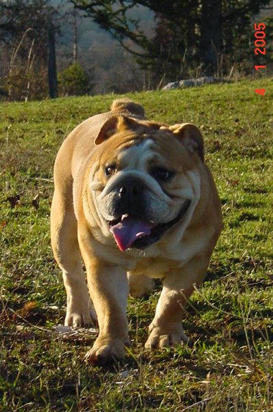 Ultime edition des puppys stars