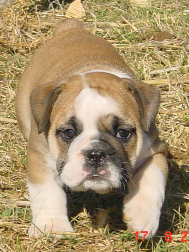 Paint it black C' brown sugar