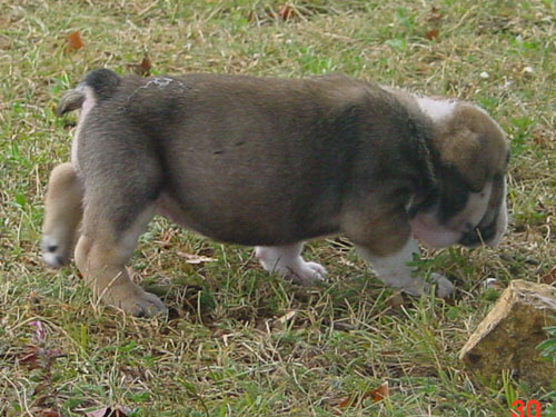 Paint it black C' brown sugar