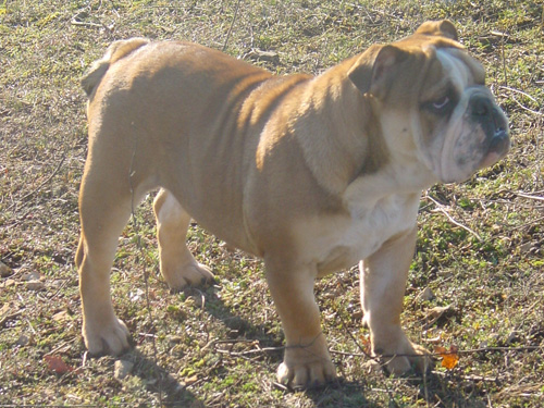 Paint it black Cannelle