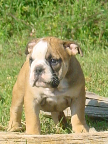 Paint it black Cannelle