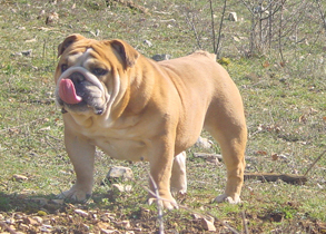 Ultime edition des puppys stars