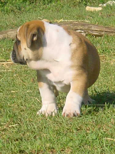 Paint it black C' brown sugar