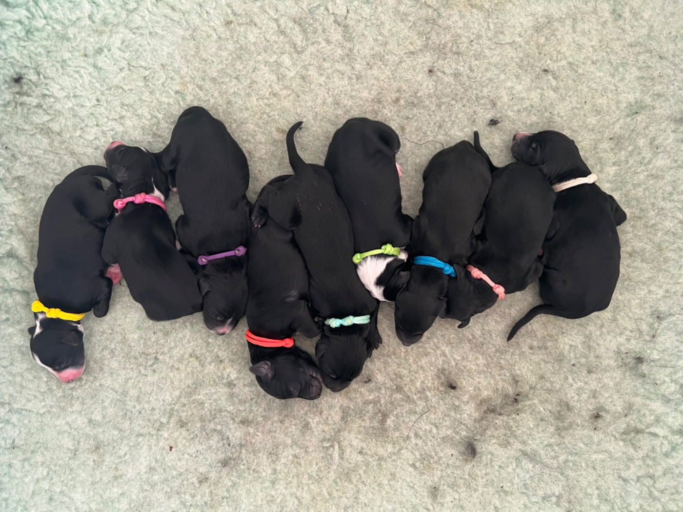 Taïgan - de garde-epée